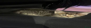 Tabby male kitten