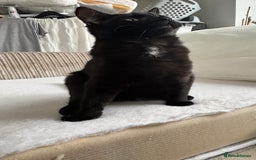 Mixed Breed cats for sale: Male mixed older kitten  - Image 5