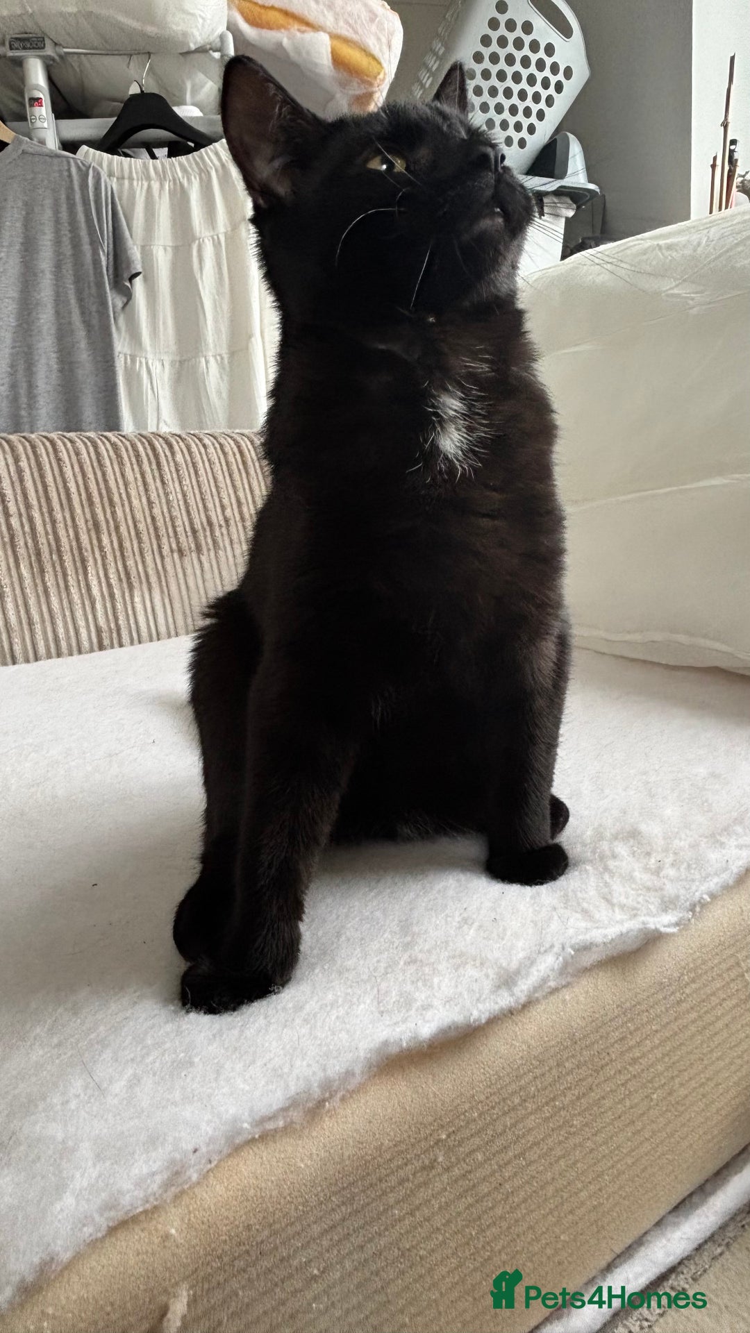 Mixed Breed cats for sale: Male mixed older kitten  - Image 5