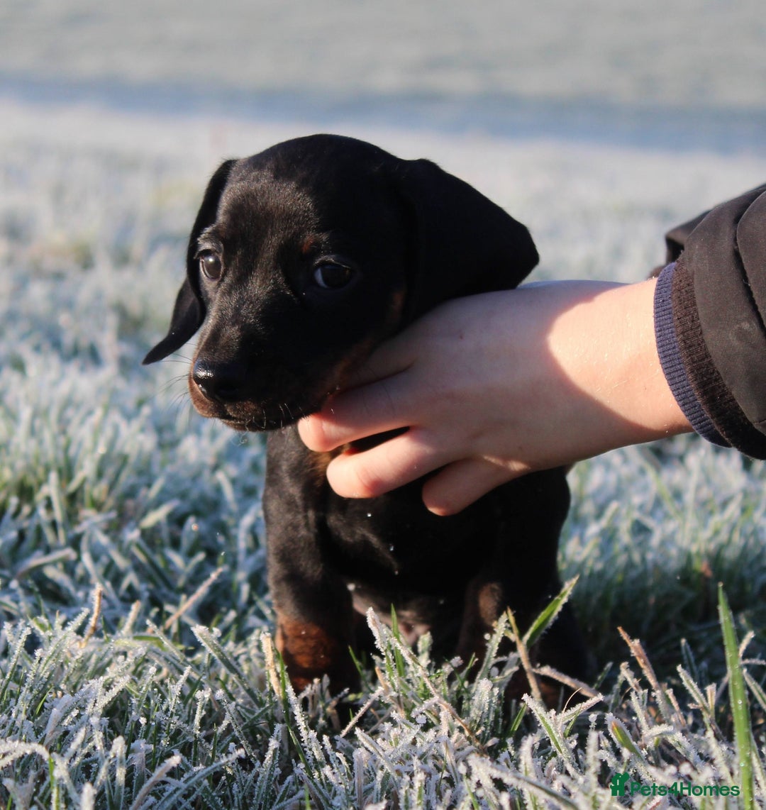 Miniature Dachshund dogs for sale: Stunning Miniature Dachshund Puppies - Advert 14