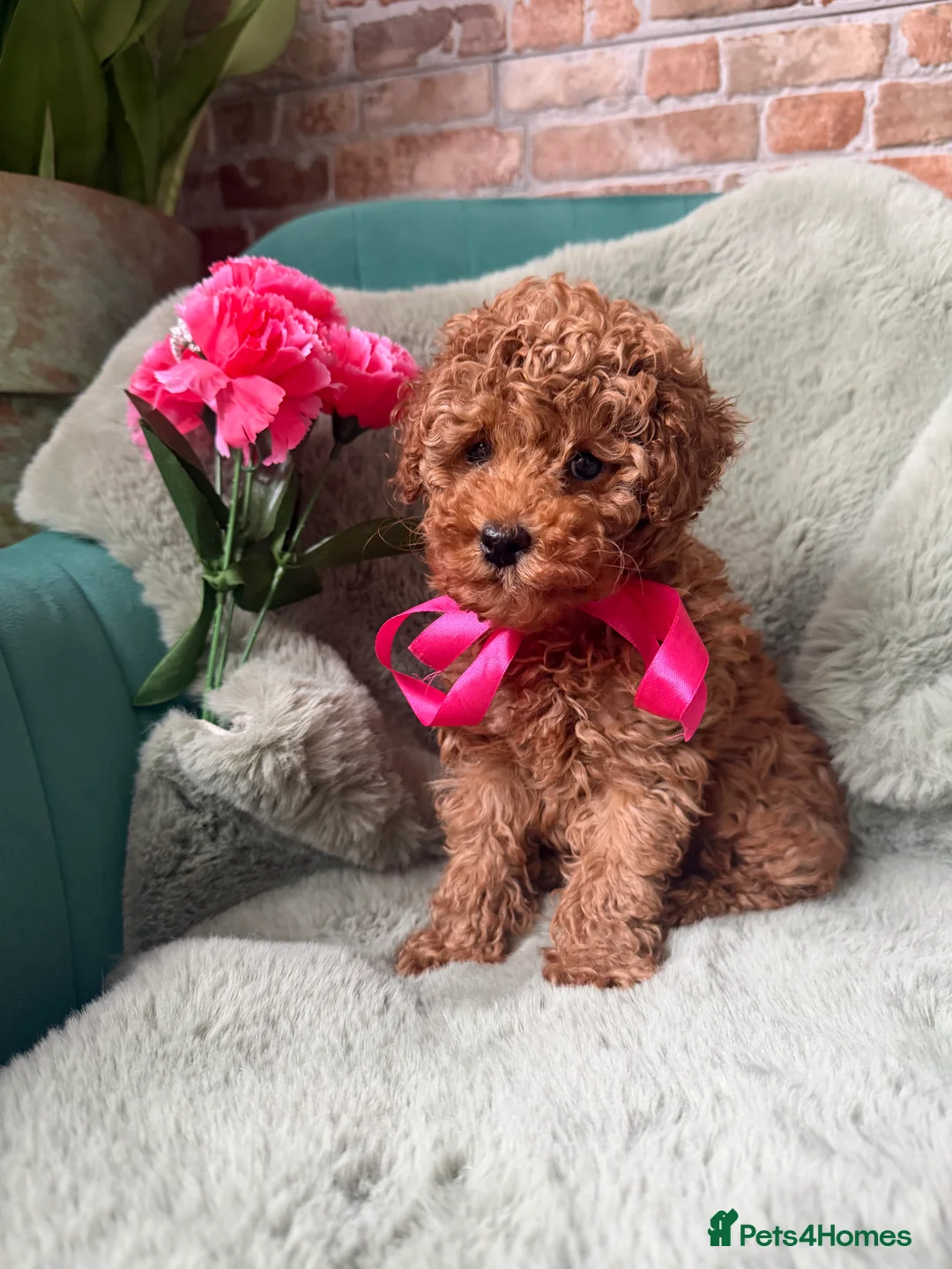 Toy Poodle dogs for sale: Tiny Red toy 🧸 poodle ✨💖 - Advert 3