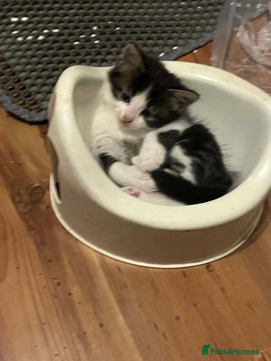 British Shorthair cats for sale: Ready for a loving home now  - Image 18