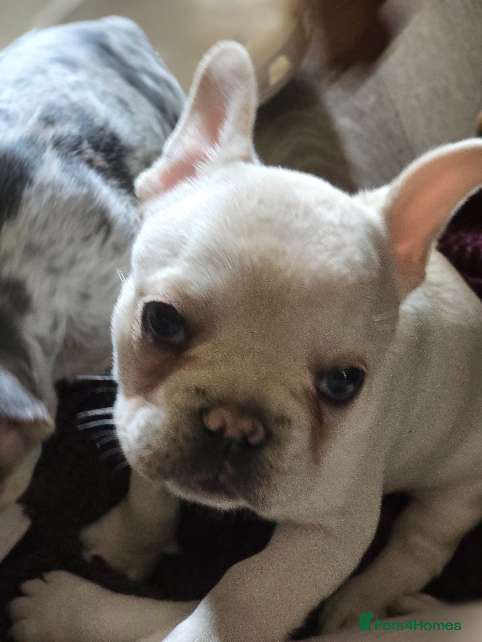 French Bulldog dogs *REDUCED* 1 girl left, French bulldog - Advert 8