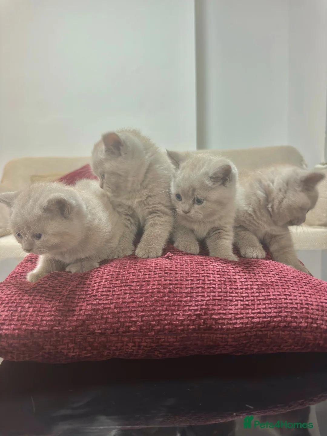 British Shorthair cats for sale: British Shorthair Lilac 🩶 in Manchester - Advert 2
