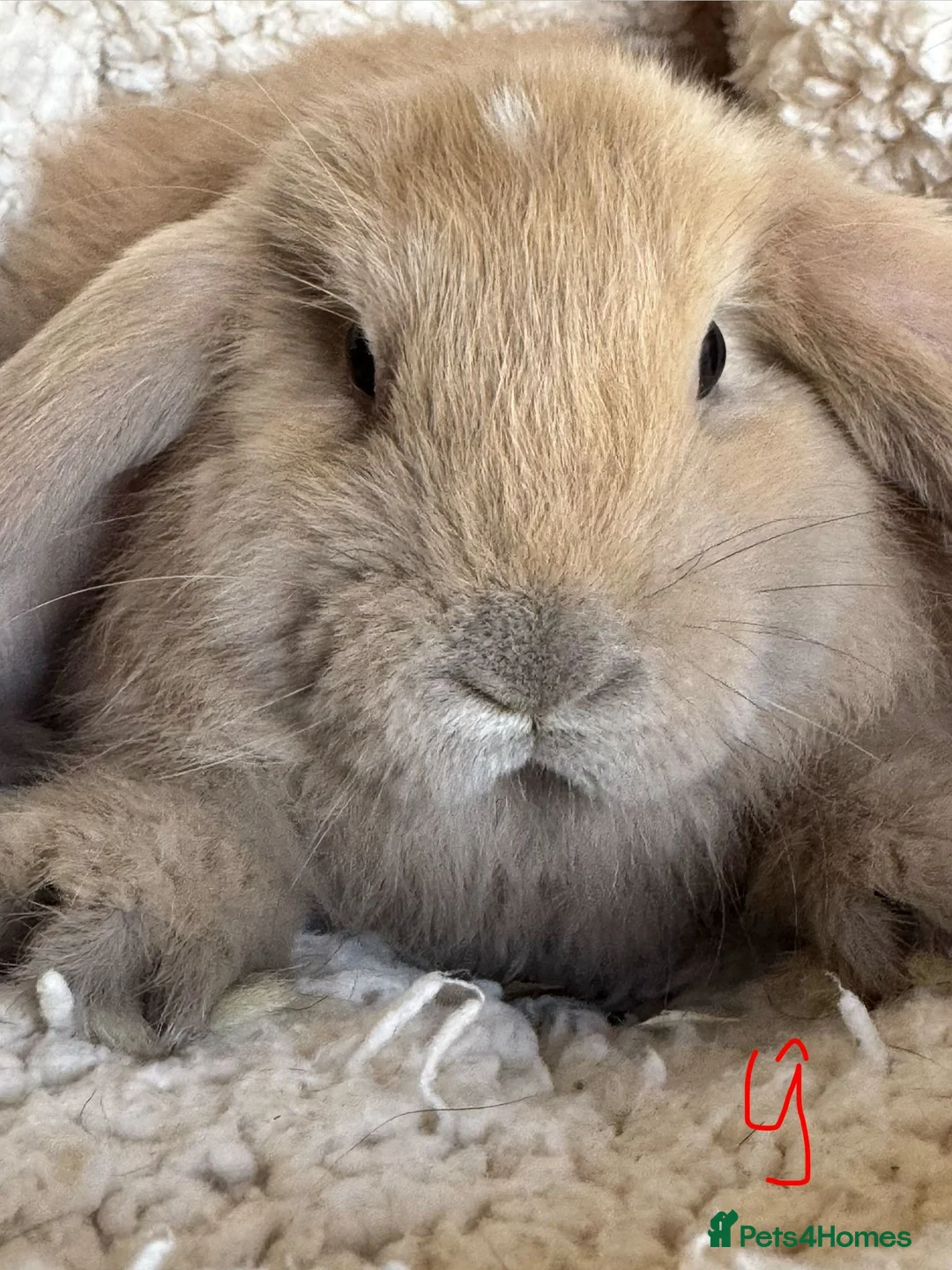 French Lop rabbits for sale: Purebred French Lop baby bunnies for sale  - Advert 2