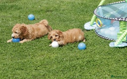 Cockapoo dogs for sale: Beautiful Cockapoo puppies for sale - Image 13