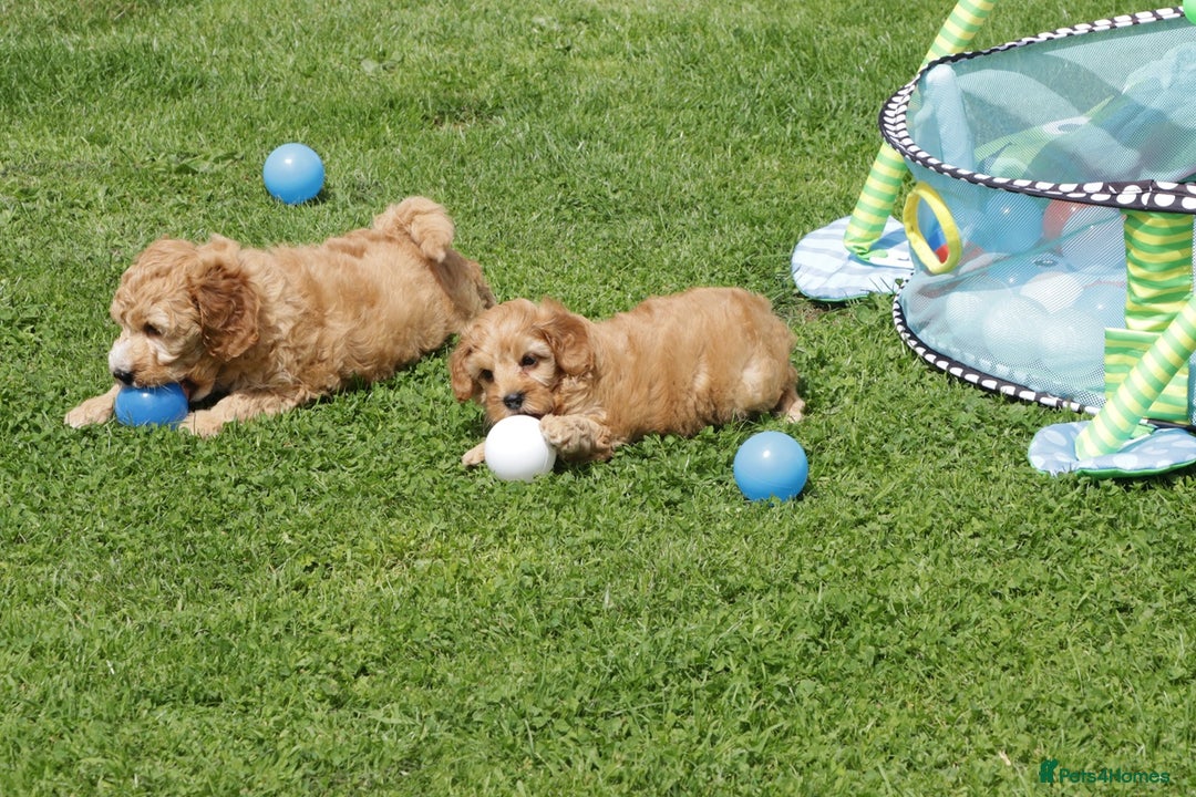 Cockapoo dogs for sale: Beautiful Cockapoo puppies for sale - Image 13