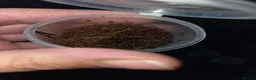 Tarantulas invertebrates for sale: Tarantula slings and juviniles in Bristol - Advert 13
