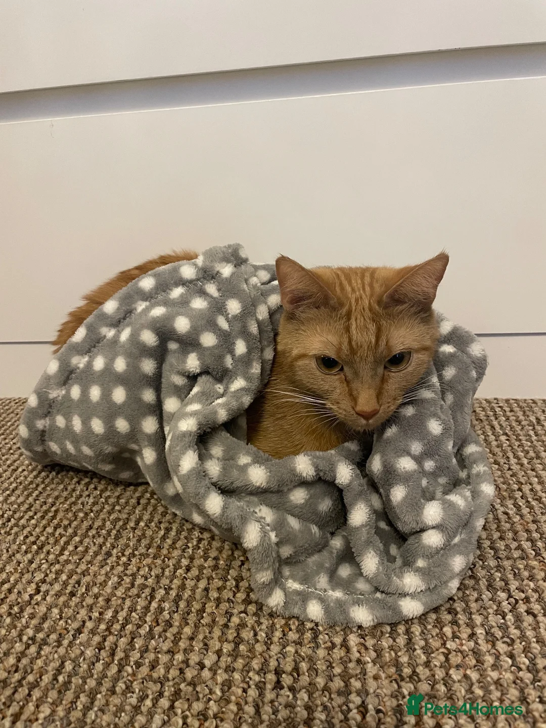 Domestic Shorthair cats for sale: Nala for rehoming - Advert 2