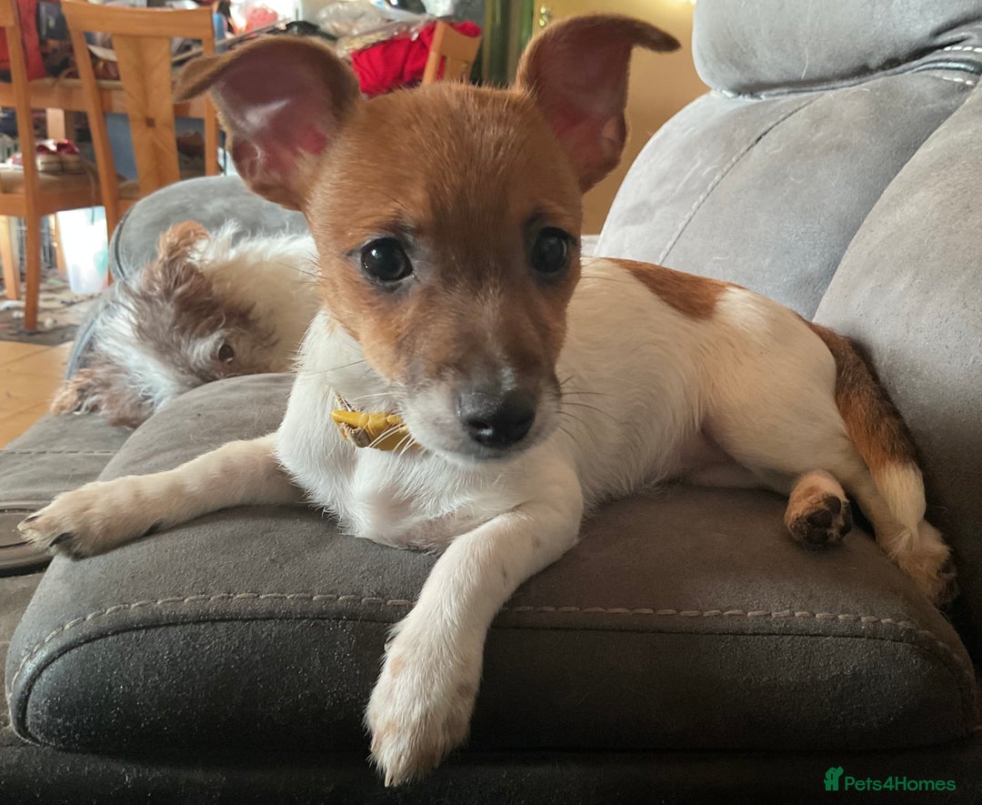 Jack Russell dogs for sale: Tiny Jack Russell - Image 4