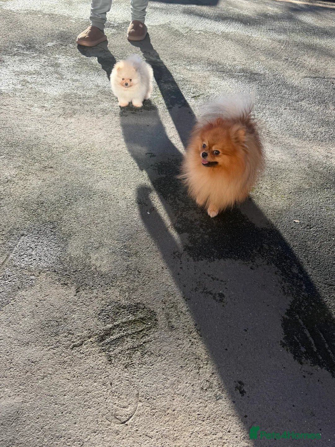 Pomeranian dogs for sale: Beautiful Purebred Pomeranian Puppies - Advert 6