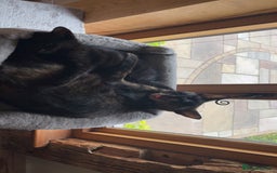 Mixed Breed cats for sale: 2 Sweet Black Kitties - Image 5