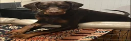 Dobermann dogs for sale: European Doberman puppies kc reg  - Advert 3