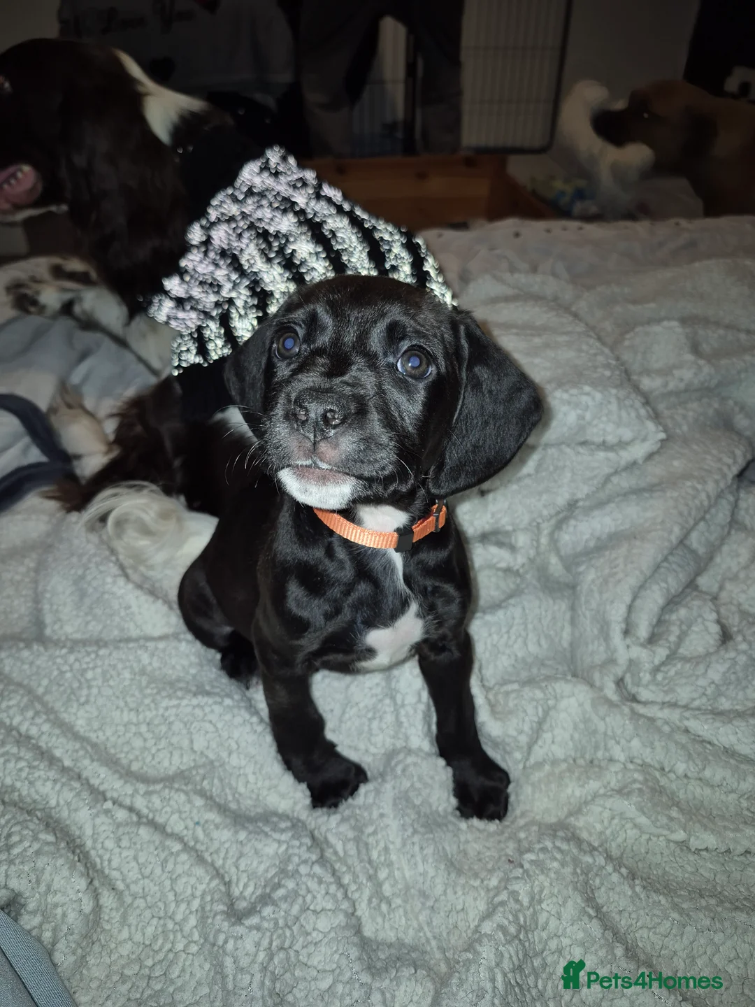 Mixed Breed dogs for sale: Black Bullmastiff BOY X Springer Spaniel  - Advert 8