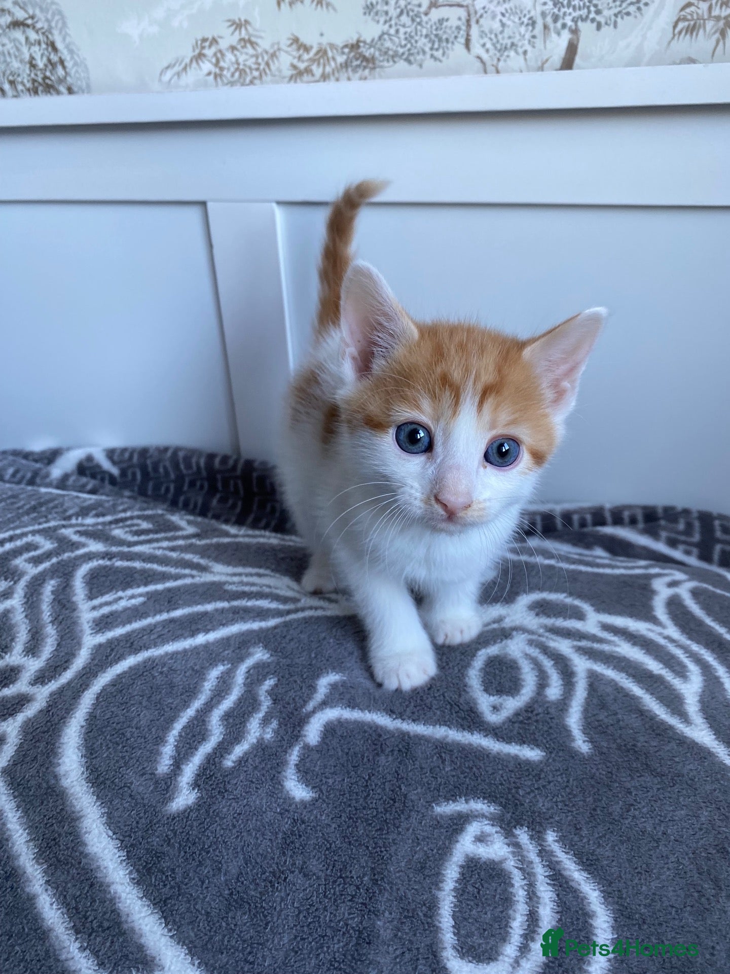 Mixed Breed cats 8 gorgeous kittens available!  - Advert 1