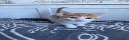 Mixed Breed cats for sale: 8 gorgeous kittens available!  - Advert 1