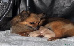 Pomeranian dogs for sale: 13 Week Female Pomeranian - Image 3
