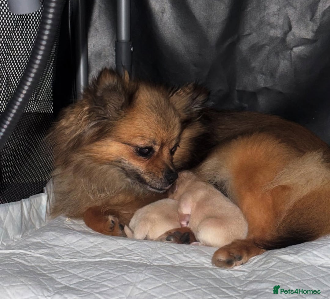 Pomeranian dogs for sale: 13 Week Female Pomeranian - Image 3