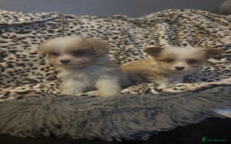 Mixed Breed dogs for sale: Chorkie-apso puppies  - Image 5