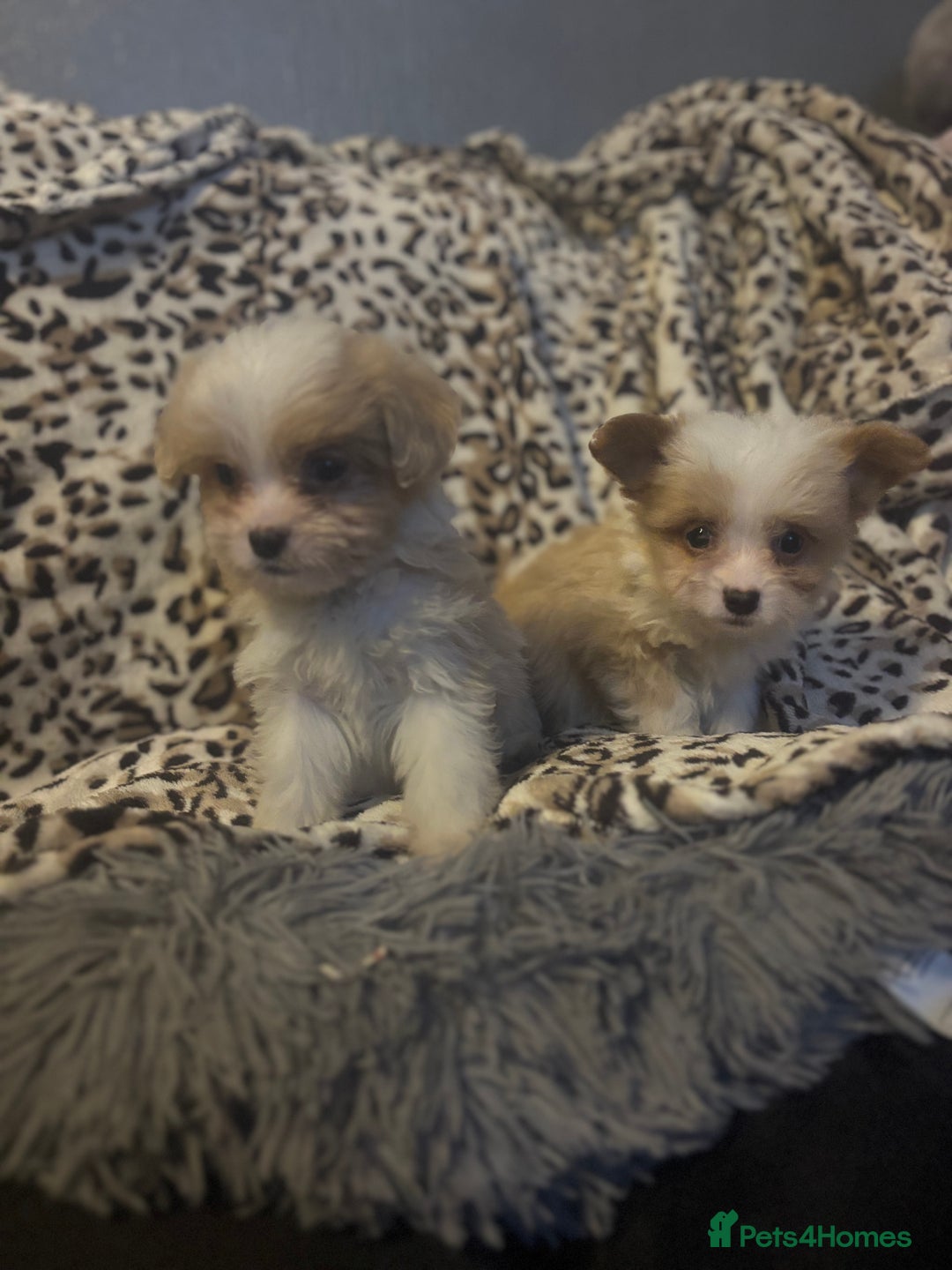 Mixed Breed dogs for sale: Chorkie-apso puppies  - Image 5