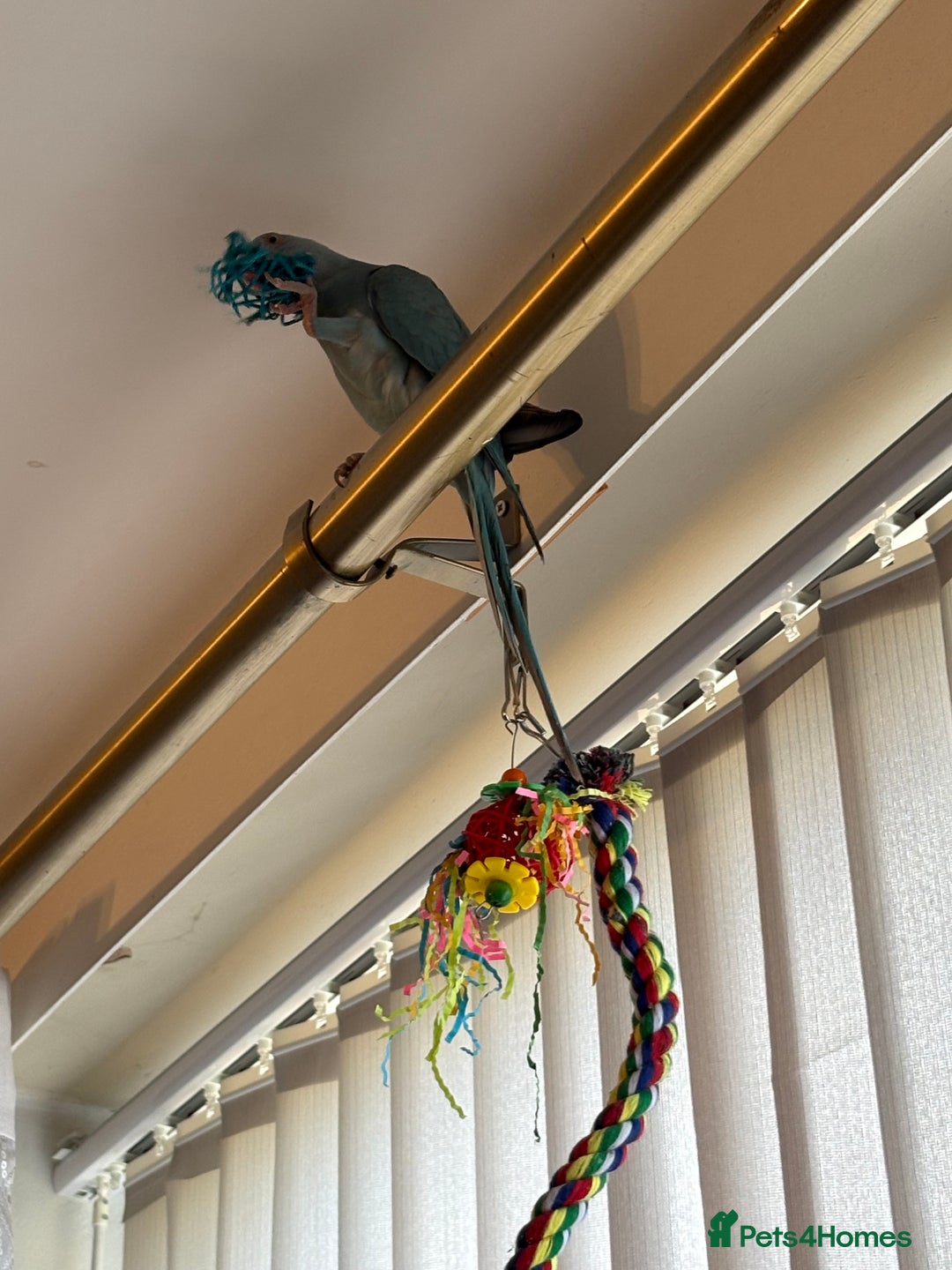 Parakeets birds for sale: Beautiful Blue Ring Neck Parakeet  - Advert 8