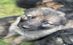 German Shepherd dogs for sale: German shepherd pups  - Image 9