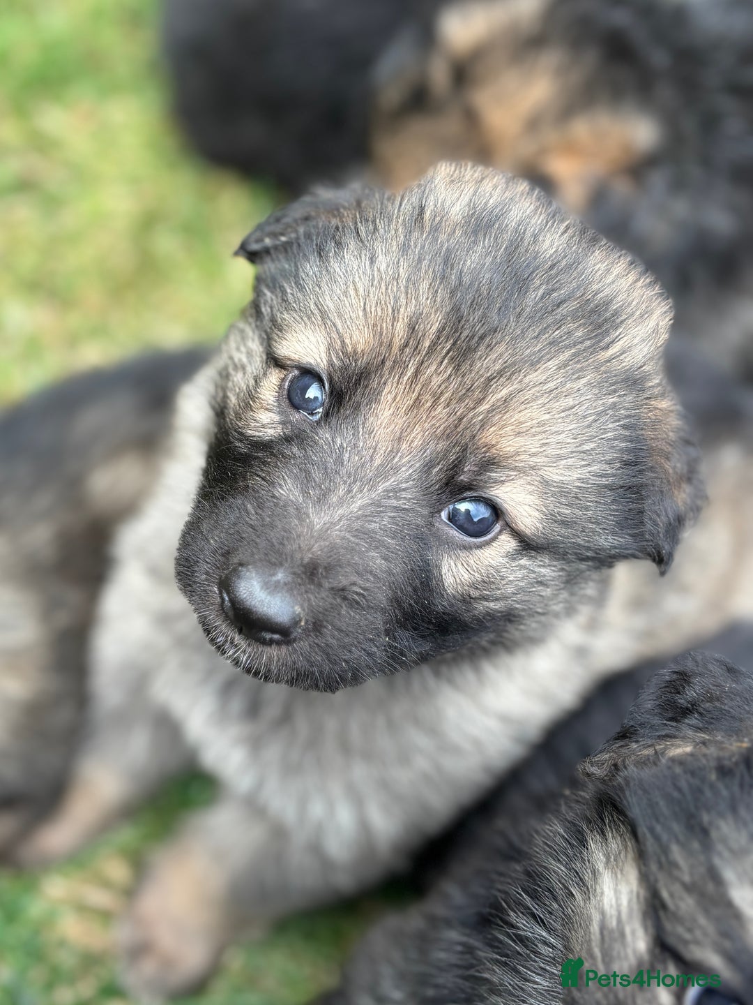German Shepherd dogs for sale: German shepherd pups  - Image 9