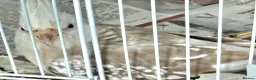 Cockatiels birds for sale: Violet Indian Ringneck Hen for sale Breeding pairs - Advert 6