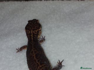 Leopard Gecko reptiles Black Night eclipse male for sale - Advert 6