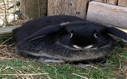 Mini Lop rabbits for sale: Beautiful Pure Bred Mini Lop Babies Available  - Image 5