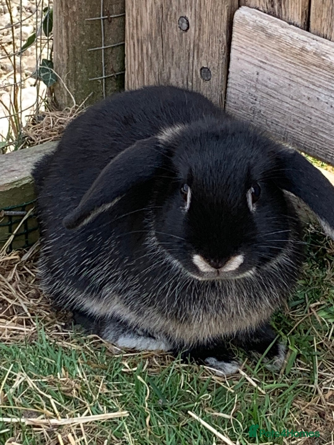 Mini Lop rabbits for sale: Beautiful Pure Bred Mini Lop Babies Available  - Image 5
