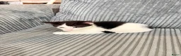Mixed Breed cats for sale: Kittens - Advert 5