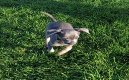 Mixed Breed dogs for sale: Stunning unique 3/4 Chihuahua x Italian greyhound  - Image 16