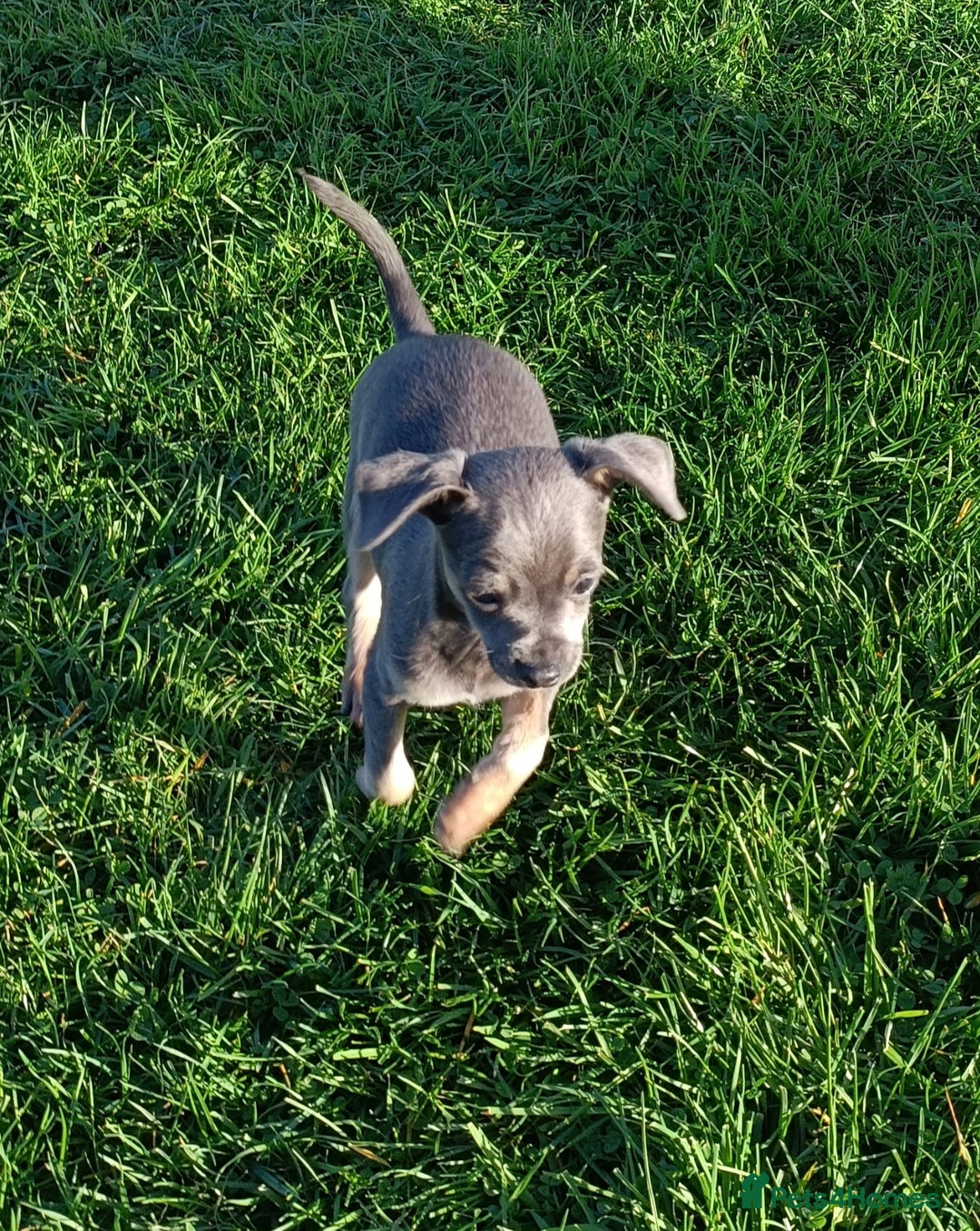 Mixed Breed dogs for sale: Stunning unique 3/4 Chihuahua x Italian greyhound  - Image 16