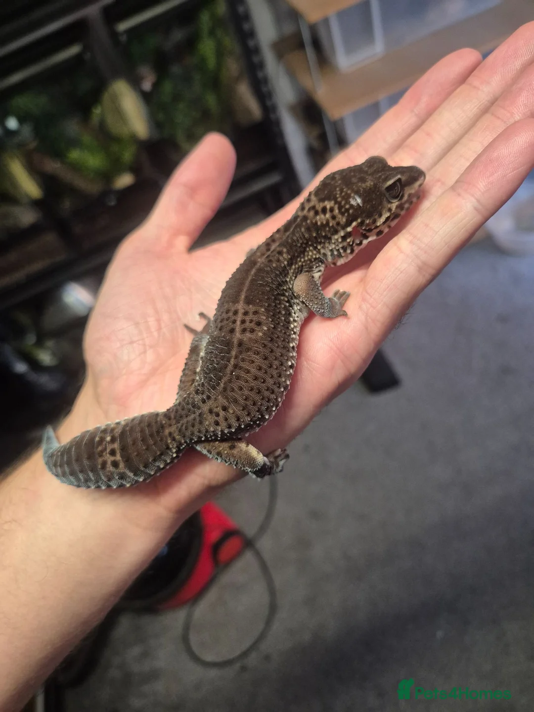 Gecko reptiles for sale: Pure Black Night Leopard Gecko  - Advert 2