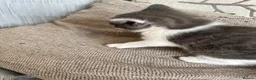 Mixed Breed cats for sale: Female cat and male baby - Advert 4