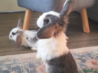 Mini Lop rabbits Mini lop babies - Advert 8