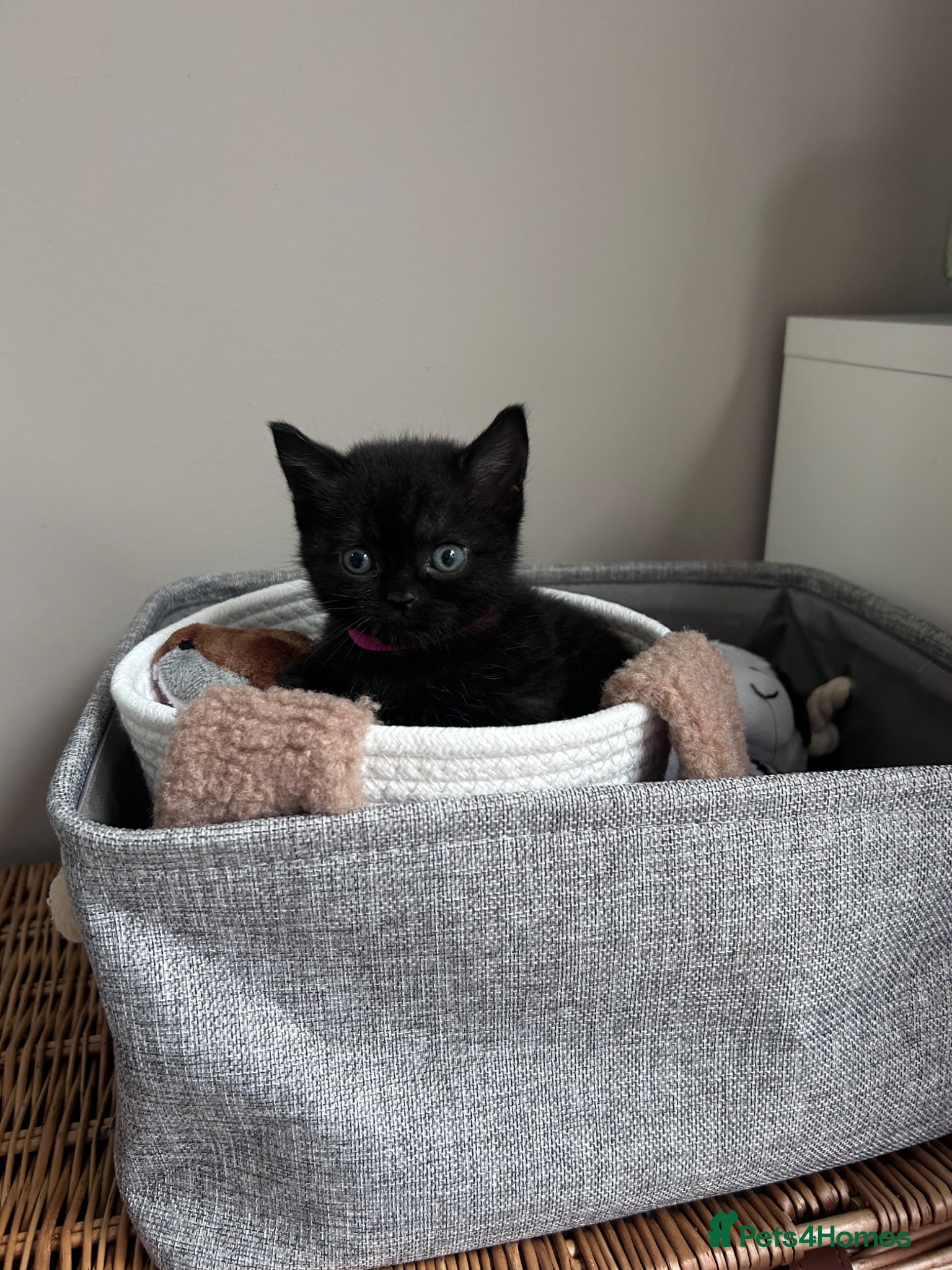 British Shorthair cats for sale: 5 British shorthair kittens  - Advert 13