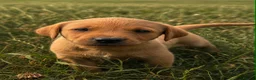 Labrador Retriever dogs for sale: Red Labrador Retriever puppies  - Advert 5