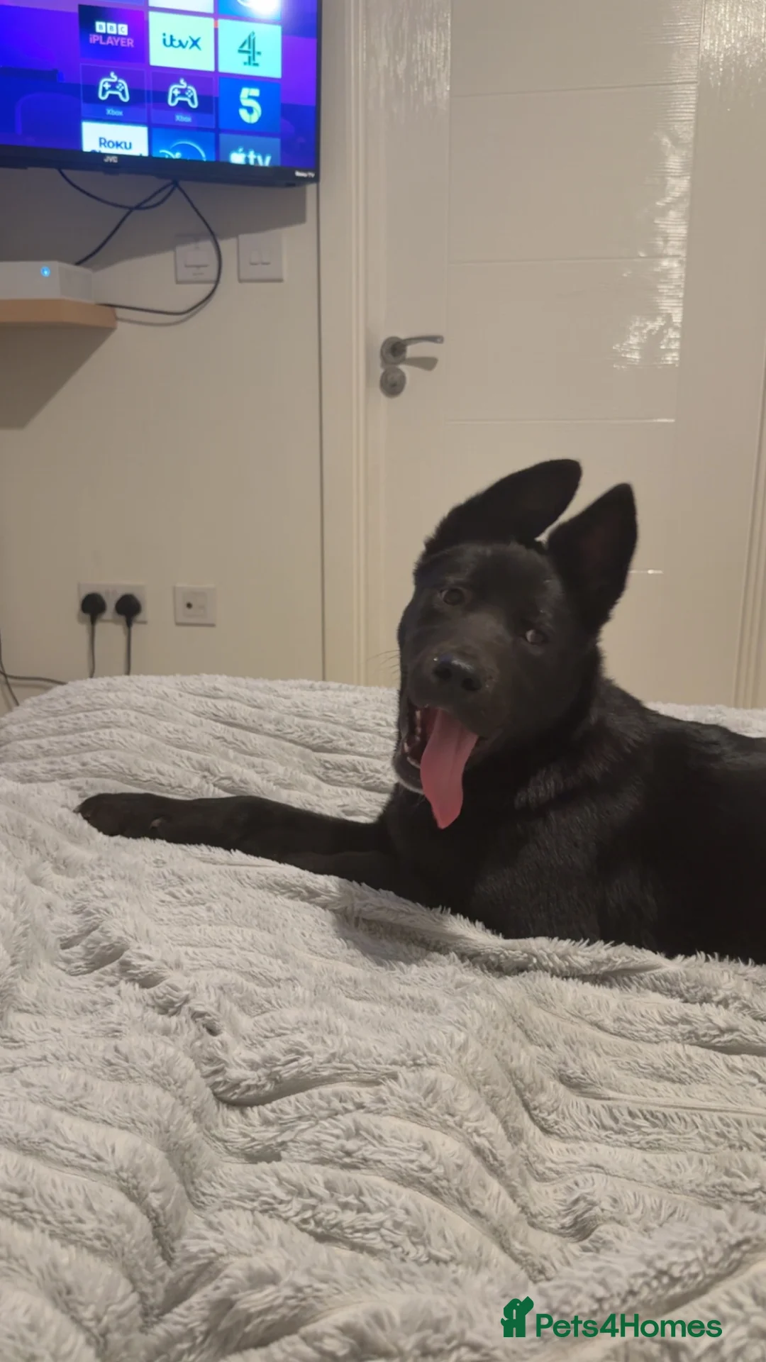 Mixed Breed dogs for sale: Creed - Advert 2