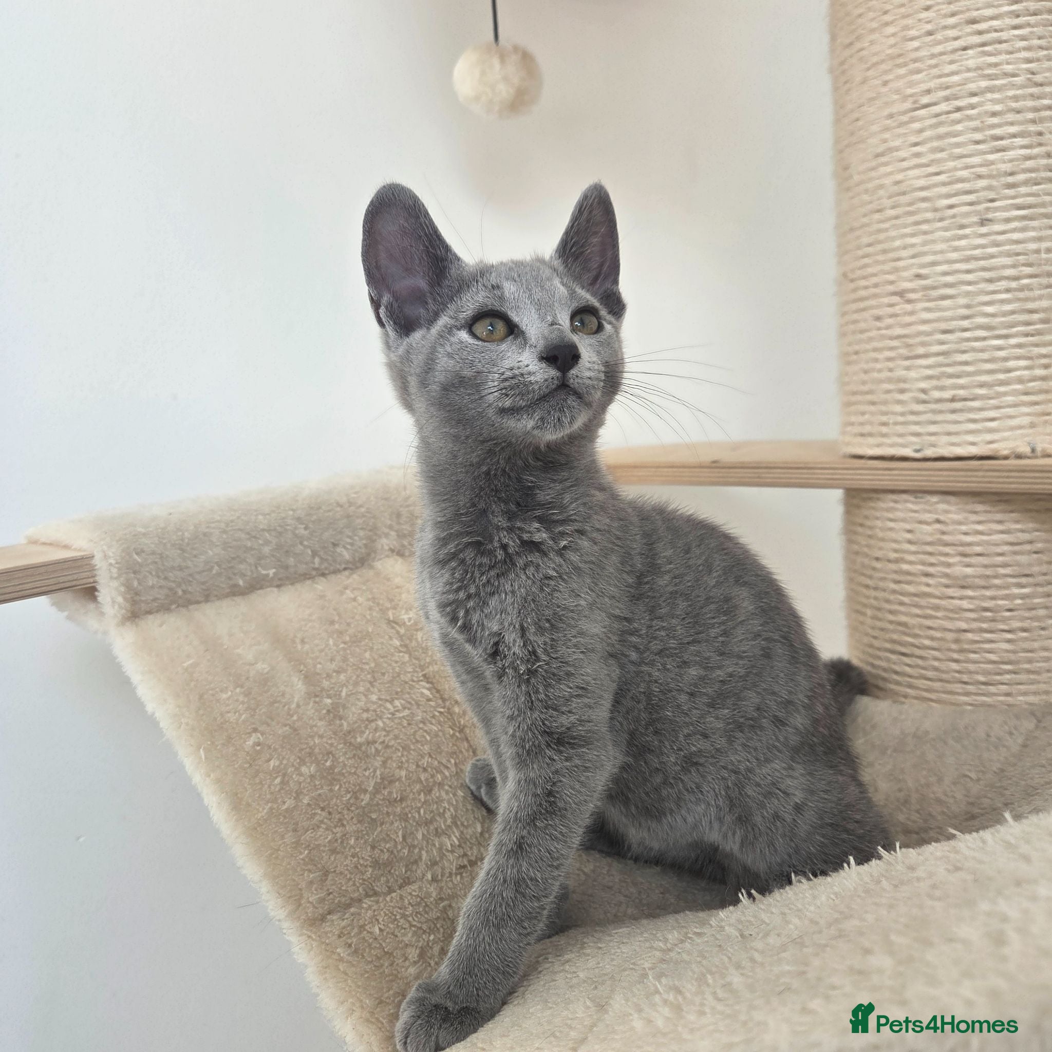 Russian Blue cats 💥PRICE REDUCED – Russian Blue, TICA - Advert 17