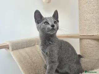Russian Blue cats 💥PRICE REDUCED – Russian Blue, TICA - Advert 17