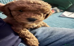 Cavapoo dogs for sale: Playful, affectionate, red Cavapoo puppies  - Image 32