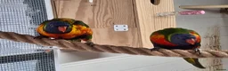 Lorikeets birds for sale: Rainbow Lorikeets for sale in Mansfield - Advert 4