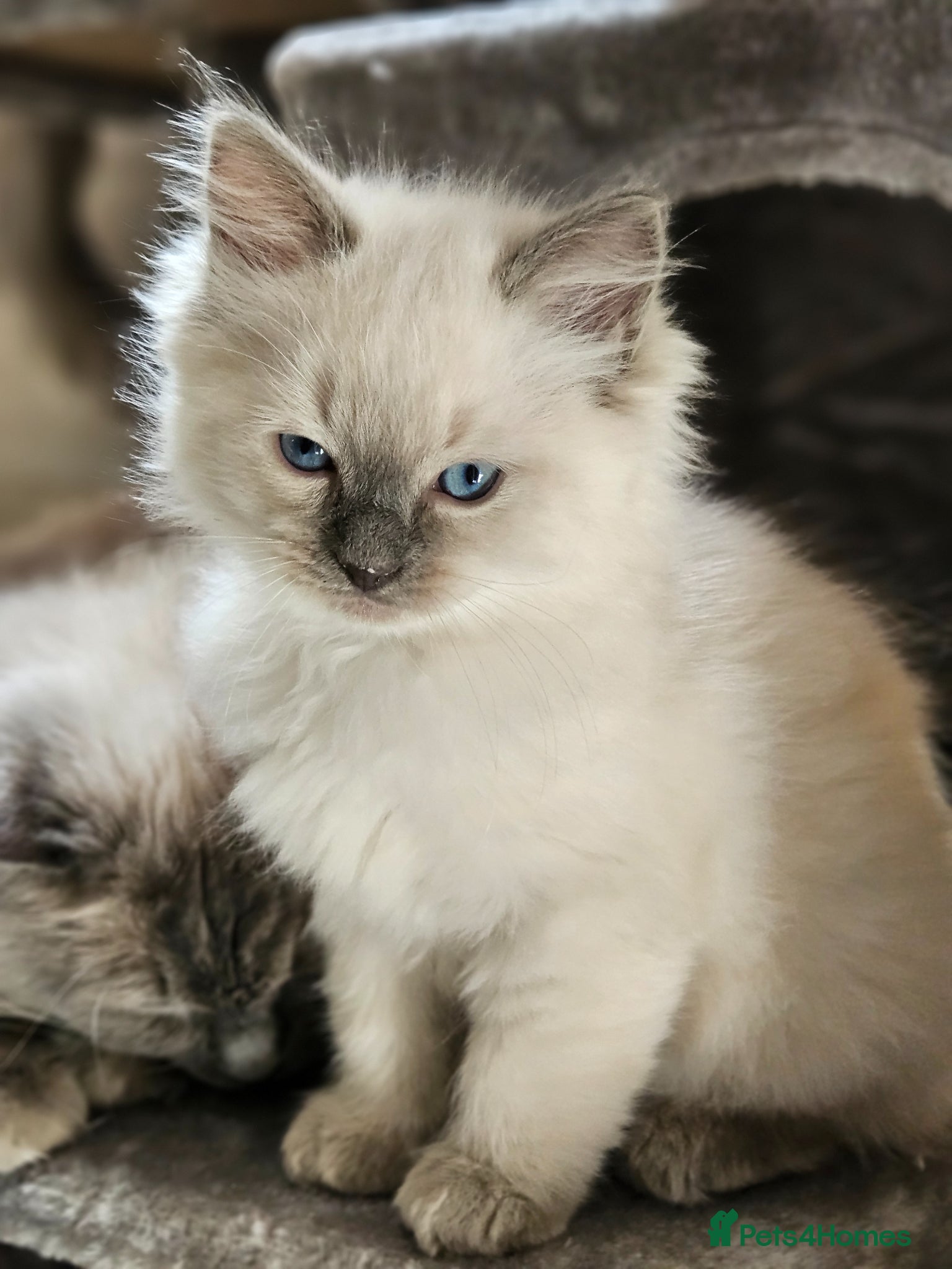 Ragdoll cats Ragdoll Kitten AVALIABLE  - Advert 2