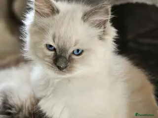 Ragdoll cats Ragdoll Kitten AVALIABLE - Advert 2