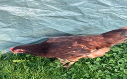 Chickens poultry for sale: Rhode Island Red cockerels x3 - Image 3