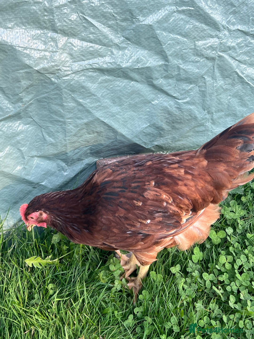 Chickens poultry for sale: Rhode Island Red cockerels x3 - Image 3