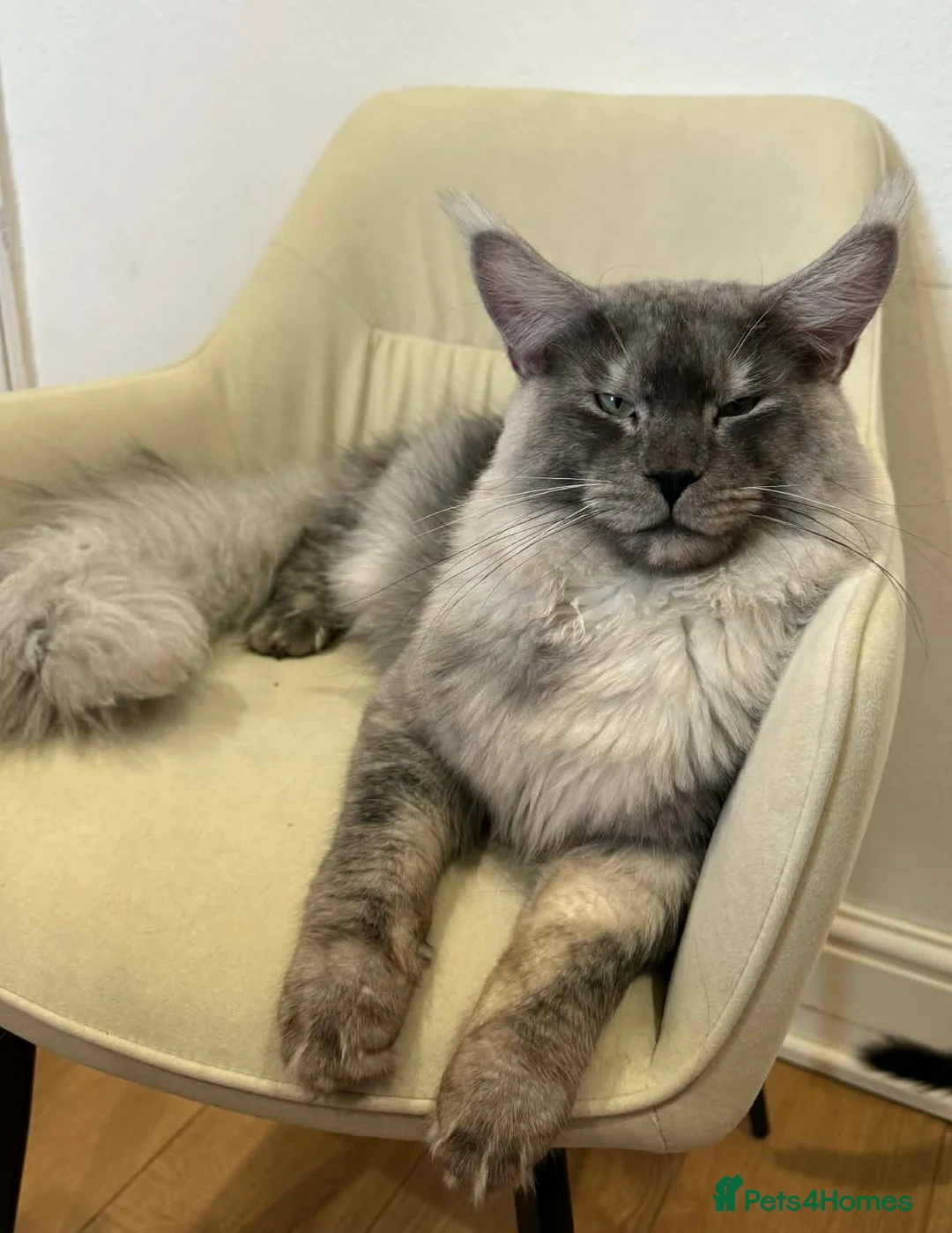 Maine Coon cats for stud:  🐾 Maine Coon for breeding - Advert 2