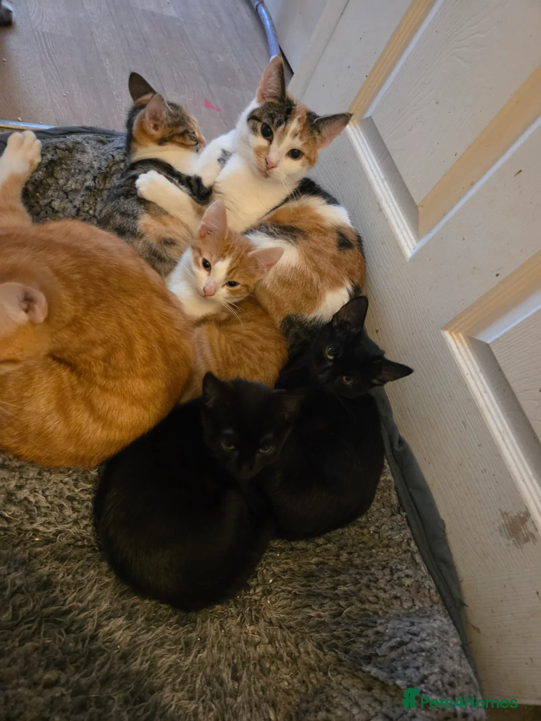 Mixed Breed cats for sale: 13 weeks mixes litter kittens  - Advert 3